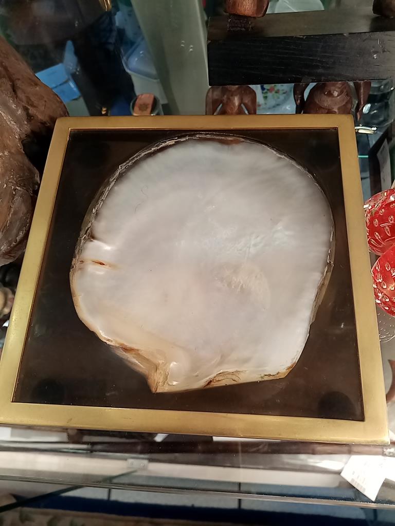 Ciotola Conchiglia Plexi Vintage Sea Shells Design By Sergio